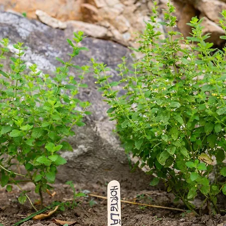 Casa rural Vó Laide Carvalhal da Louca